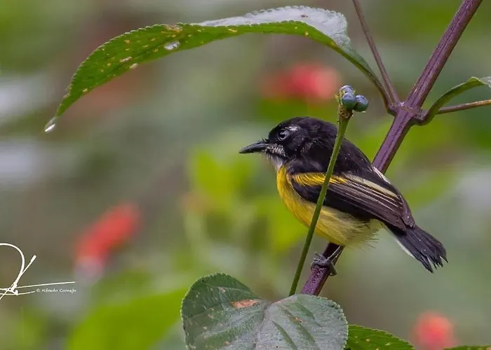 Manu Endemic Lodge Reserve Chirimoyo
