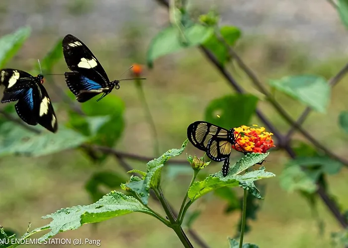 Manu Endemic Lodge Reserve * Chirimoyo