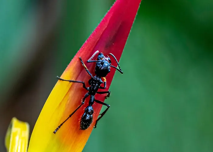 Manu Endemic Lodge Reserve *