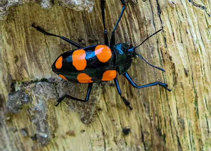 Manu Endemic Lodge Reserve Chirimoyo